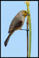Verdin