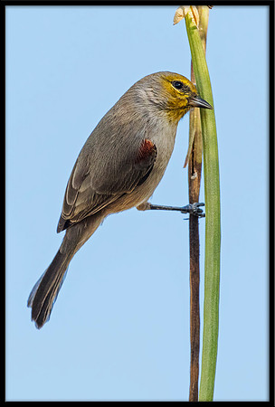 Verdin