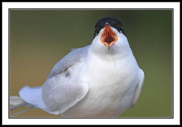 Tern calling