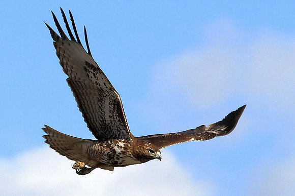 Red-tailed Hawk