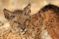 Bobcat