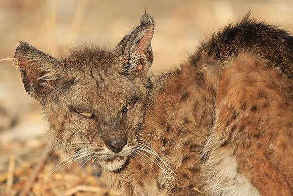 Bobcat