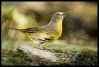 Nashville Warbler