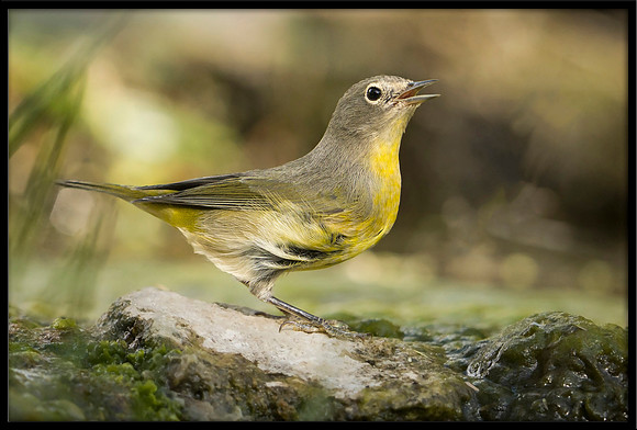 Nashville Warbler
