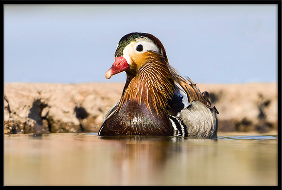 Mandarin Duck
