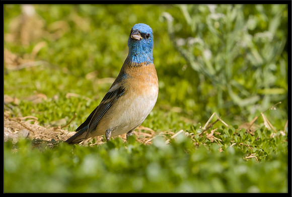 Lazuli Bunting