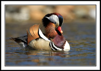 Mandarin Duck