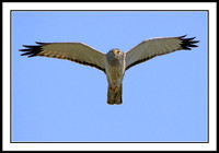 Harrier