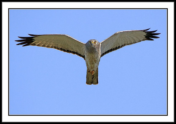 Harrier