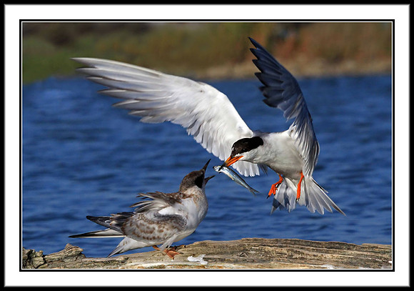 Tern parent feeds young