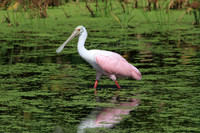 Roseate Spoonbill
