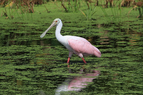 Roseate Spoonbill