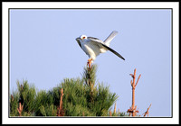 White-tailed Kite
