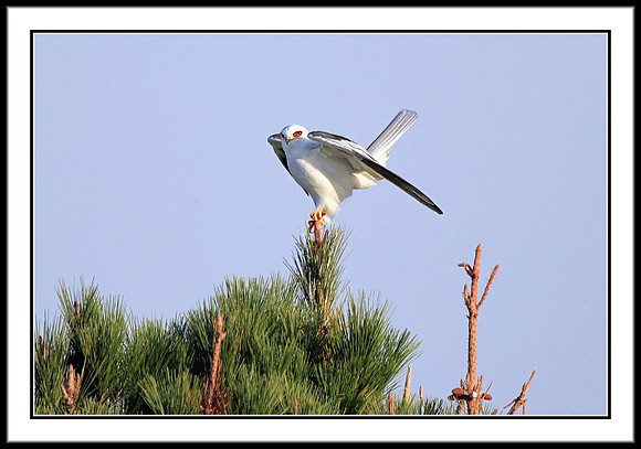 White-tailed Kite