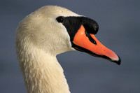 Mute Swan