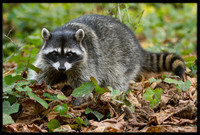 Raccoon