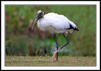Wood Stork