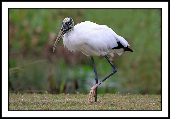 Wood Stork