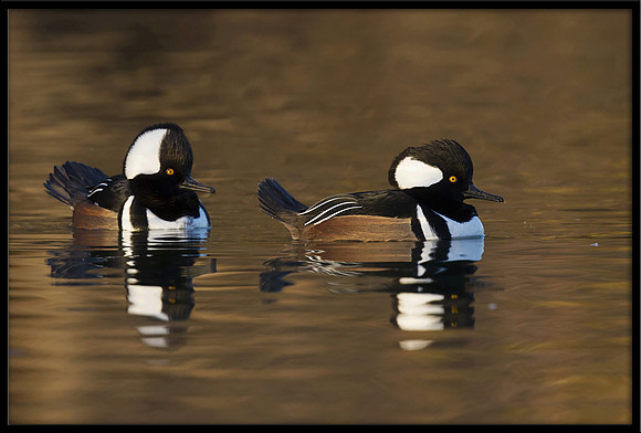 Hooded Mergansers