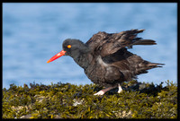 Black Oystercatcher