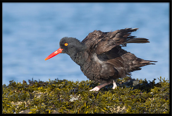 Black Oystercatcher