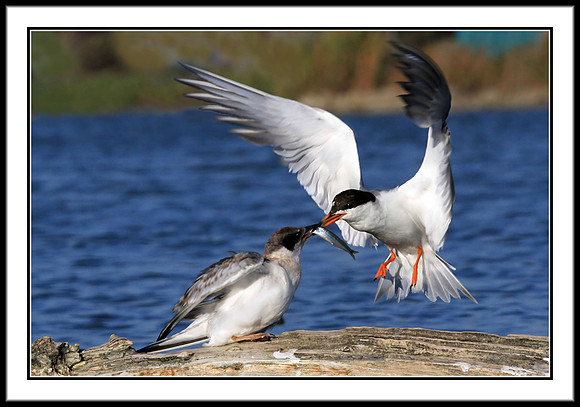 Tern parent feeds young