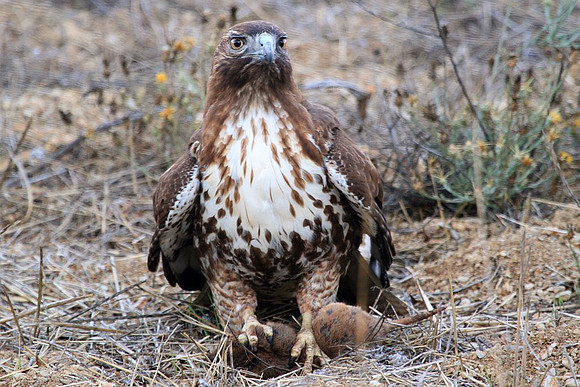 Hawk gets mole (3 of 10)