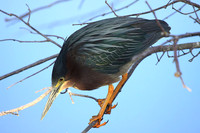 Green Heron