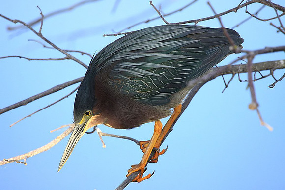 Green Heron