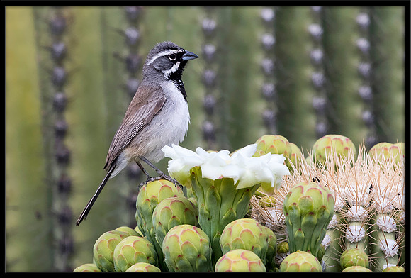 Black-throated Sparrow