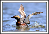 Horned Grebe