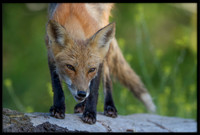 Red Fox