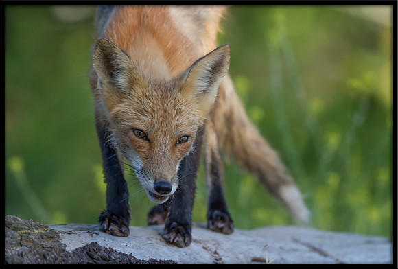 Red Fox
