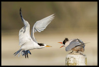 Elegant Terns