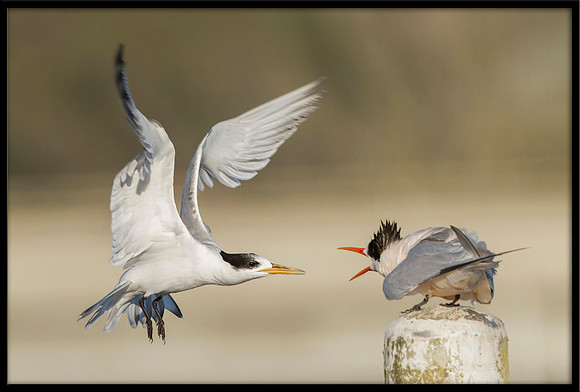Elegant Terns