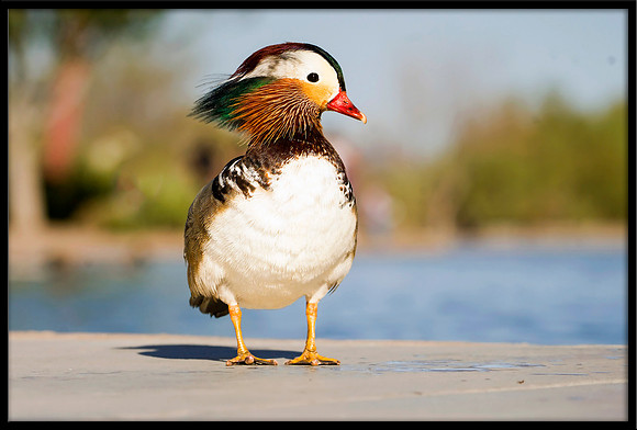Mandarin Duck
