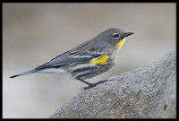 Yellow-rumped Warbler