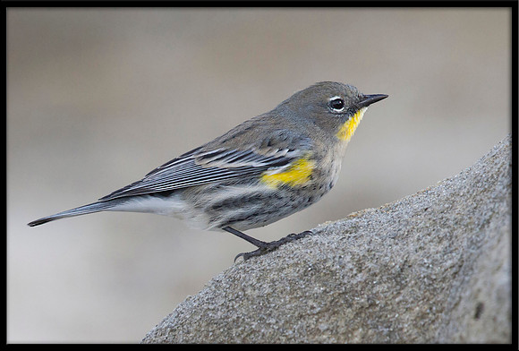 Yellow-rumped Warbler