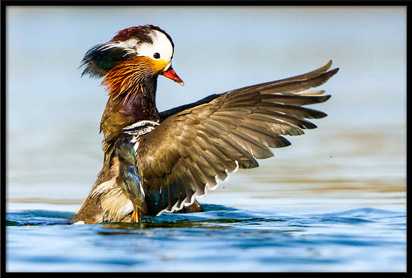 Mandarin Duck