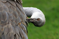 Sandhill Crane preening