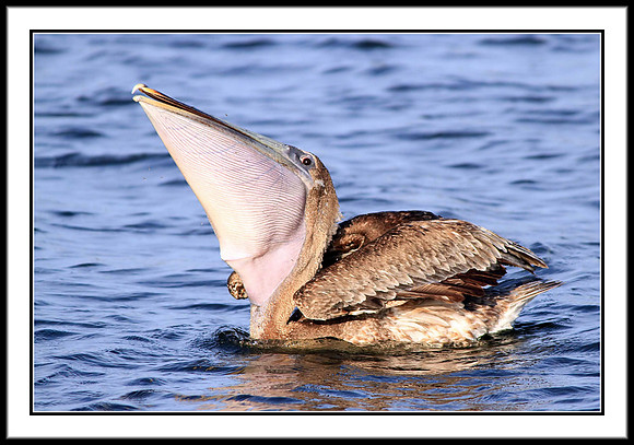 Brown Pelican