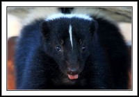 Striped Skunk