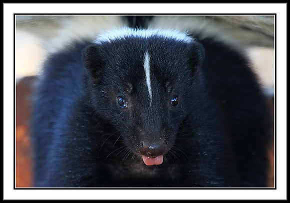 Striped Skunk