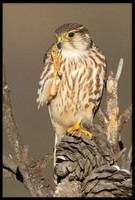 Merlin