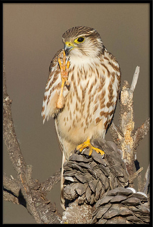 Merlin