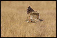 Burrowing Owl