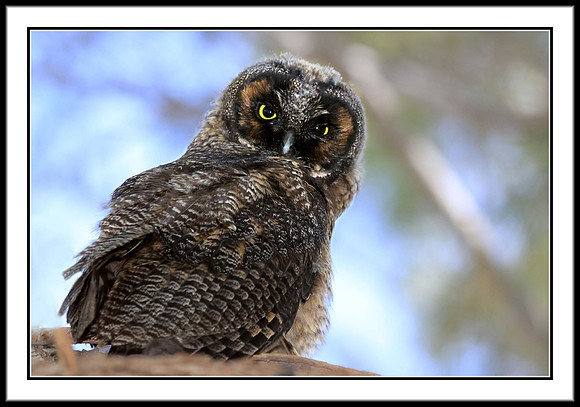 Long-eared Owl juvenile