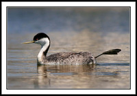 Western Grebe