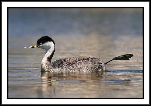 Western Grebe
