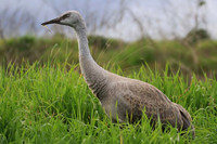 Sandhill Crane